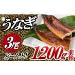 ふるさと納税 うなぎ 福岡県 新宮町 AB431.うなぎの蒲焼3尾(計1,200g前後)『1〜2ヶ月前後でお届け 』