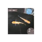 生き物 王妃 極赤 美しき 改良めだか 2ペア+死着保証1匹