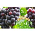 ぶどう彩り2~3種詰め合わせ 2kg