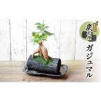 花 苗木 炭花壇 観葉植物 ガジュマル インテリア