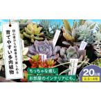 苗木 多肉植物 20品種20鉢セット 植物