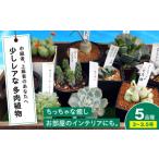 苗木 多肉植物 少しレアな5品種5鉢セット