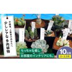 苗木 多肉植物 少しレアな10品種10鉢セット
