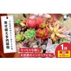 苗木 多肉植物 オリジナル寄せ植え 植物 観葉植物