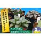 苗木 多肉植物 高級ハオルチア 2品種2鉢セット