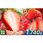 ふるさと納税 いちご 栃木県 那珂川町 とちあいか 1740g | 果物 くだもの フルーツ 野菜 やさい ヤサイ 苺 イチゴ いちご とちあいか 新鮮 甘い 数量 限定 美…