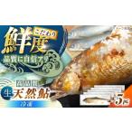 川魚 あゆ 冷凍 清流 付知川の天然あゆ 18~20cm 5匹入り
