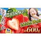 いちご 定期便3回 とちあいか 栃木のこでらんないイチゴ
