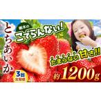 いちご 定期便3回 とちあいか 栃木のこでらんないイチゴ