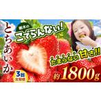 いちご 定期便3回 とちあいか 栃木のこでらんないイチゴ