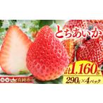 ふるさと納税 いちご 栃木県 真岡市 鮮度抜群 とちあいか 2箱 (290g×4) 1160g | 選べる 容量 2箱 日本一 産地 大粒 冬 味覚 いちご 苺 イチゴ ストロベリー …