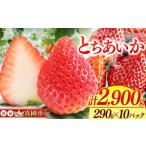 ふるさと納税 いちご 栃木県 真岡市 鮮度抜群 とちあいか 5箱 (290g×10) 2900g | 選べる 容量 5箱 日本一 産地 大粒 冬 味覚 いちご 苺 イチゴ ストロベリー …