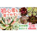 苗木 多肉植物 初心者さんも育てやすい エケベリア