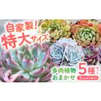 苗木 多肉植物 9センチポット 大型苗 デカベリア