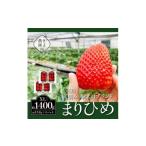 ふるさと納税 いちご 和歌山県 美浜町 先行受付　大粒まりひめイチゴ　朝摘　6個〜11個入×4パック 2026年1月中旬〜3月下旬頃に順次発送予定 離島への配送不可