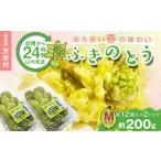 fu.... налог овощи вид дикоросы Fukushima префектура небо .... из 24 часов в течение отправка .... весна. тест ..[ Fuki no Tou ]M размер 200g( примерно 24 шт ) F21T-350 M размер 200g