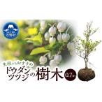 花 苗木 植木 ドウダンツツジ 0.7m