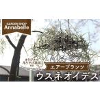 花 苗木 FK7-0189 エアープランツ