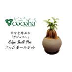 花 苗木 幸せを呼ぶ木 ガジュマル エッジボールポット