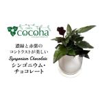 花 苗木 濃緑と赤紫のコントラストが美しい