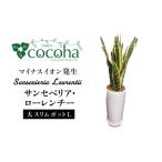 花 苗木 マイナスイオン発生 サンセベリア
