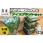 野菜類 冬穫れハウスモロヘイヤ 100g×5袋