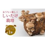 fu.... налог овощи вид .. . Okinawa префектура восток . восток .. [.... культивирование блок ]1 шт .... шиитаке .. культивирование .... простой легкий еда . свободный изучение . пол ......