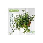 花 苗木 シャングリラ つる性ガジュマル 苔玉