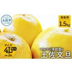 ふるさと納税 みかん・柑橘類 高知県 土佐市 マルツジ果樹園の土佐文旦 家庭用(特大) 約1.5kg 1.5キロ 4Lサイズ 2個入り ぶんたん ブンタン フルーツ 柑橘 み…