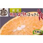 みかん 柑橘類 厳選 せとか 7.5kg+250g