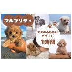 fu.... налог body . билет Chiba префектура .. город maru pliti собака .. .... билет 1 час | собака maru Pooh Mix собака собака .... собака в аренду в аренду собака...