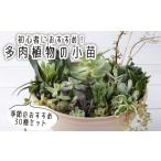 花 苗木 多肉植物の小苗30本セット 30種類アソート