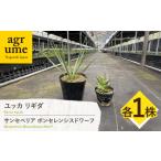 苗木 ユッカ リギダ サンセベリア ボンセレンシスドワーフ …