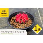 苗木 ギムノカリキウム ミハノビッチ 1株