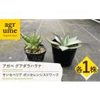 苗木 サンセベリア ボンセレンシスドワーフ