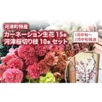 花 特産 カーネーション 15本