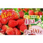 いちご 農家から届く甘酸っぱい 紅ほっぺ 約500g