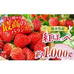 いちご 農家から届く甘酸っぱい 紅ほっぺ 約1000g