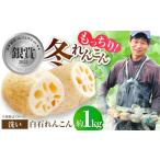 人参 大根 他根菜 2026年11月~発送