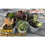 苗木 810.多肉植物コレクションセット