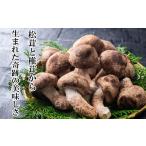 野菜類 きのこ 新しいキノコ 伊勢の国 松太郎