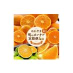 果物類 みかん 全4回 和歌山旬のカンキツ定期便3