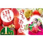 いちご 定期便3回 とちあいか約1kg 定期便