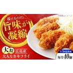 牡蠣 全3回定期便 冷凍 大人なカキフライ