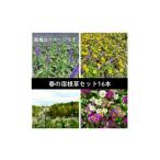 花 苗木 武蔵 春凄草宿根草セット はるすごそう