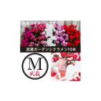 花 苗木 武蔵セレクト ガーデンシクラメン10ポット