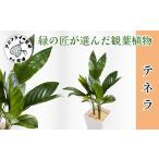 花 苗木 緑の匠が選んだ観葉植物 素敵な空間づくりに