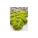 fu.... налог комплект *... префектура Gunma город Takasaki 25080o Terry ( leaf lettuce )