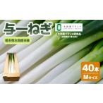 fu.... налог овощи вид лук порей Tochigi префектура большой рисовое поле . город . один лук порей M размер (40шт.@) l овощи лук-батун сельское хозяйство дом прямая поставка прямая поставка от производителя производство прямой большой рисовое поле . бренд Tochigi префектура большой рисовое поле . город 