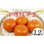 みかん 柑橘類 奇跡の赤いみかん 小原紅早生 1.2kg